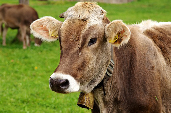 饲养牛奶 自己养奶牛卖牛奶需要什么证件手续