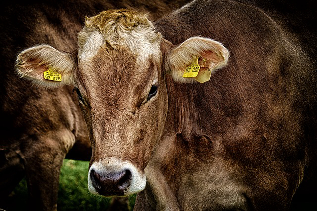 银行理财投资农村养牛 农村人是怎么理财的？