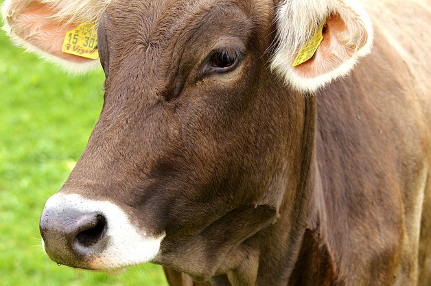 贫困户养牛发病 牛乳房炎的发病原因和发病特点是什么？