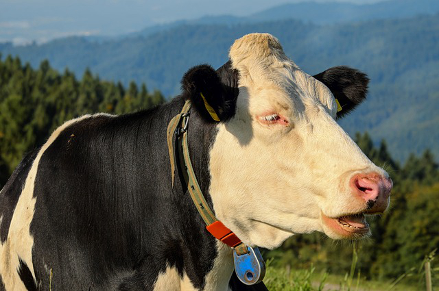 自己养牛出牛黄概率多少，养牛提取牛黄国家有没有紧致禁止