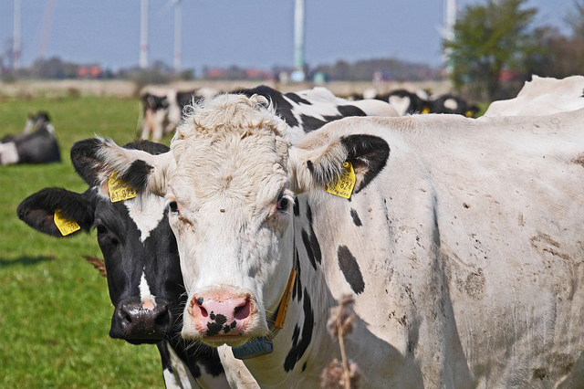 黑龙江养牛创业多少钱一只？在农村养牛算是创业吗一年的收益有多少