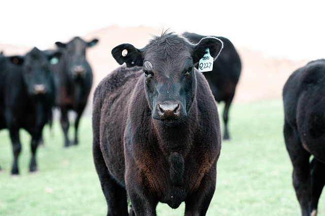 麦草草养牛 养牛养殖方法和注意事项