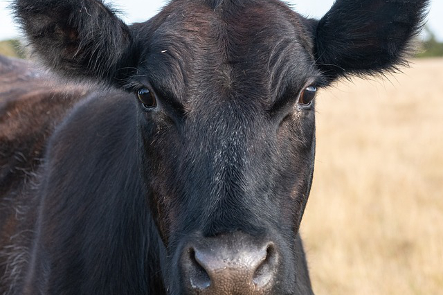 阳光充足养牛？夏季如何给牛避暑