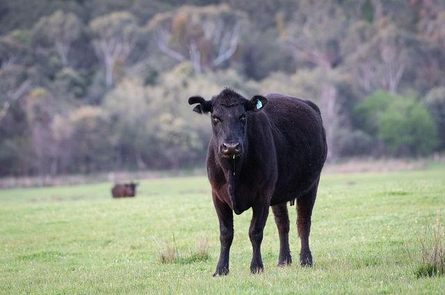 郓城源美养牛场 成年牛有多重啊比较大的种公牛有多重