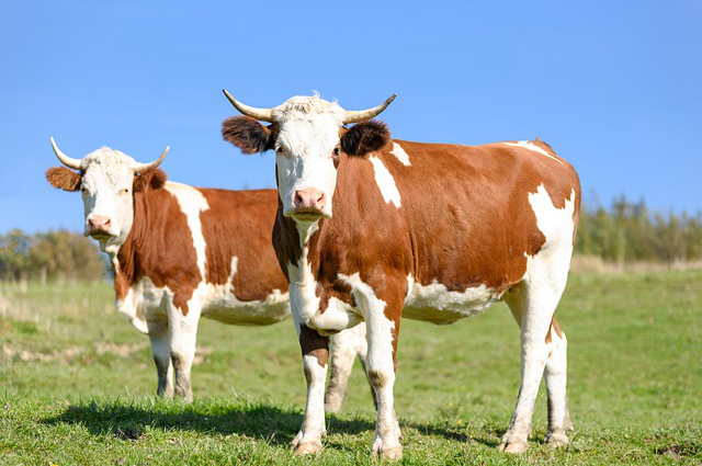 鲁山哪个镇最好养牛羊呢，平顶山最有名的牛