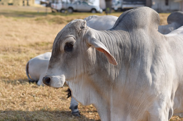 黑龙江养牛选址，在黑龙江养牛政府能给每头牛多少补贴