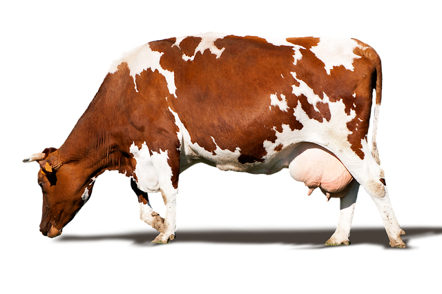 饲养牛要多少料？600斤小母牛一天多少精料