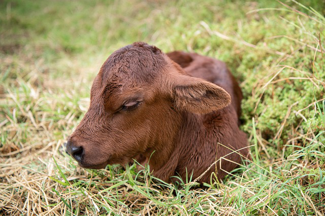 蛋白质高的牧草养牛，什么牧草含蛋白质高