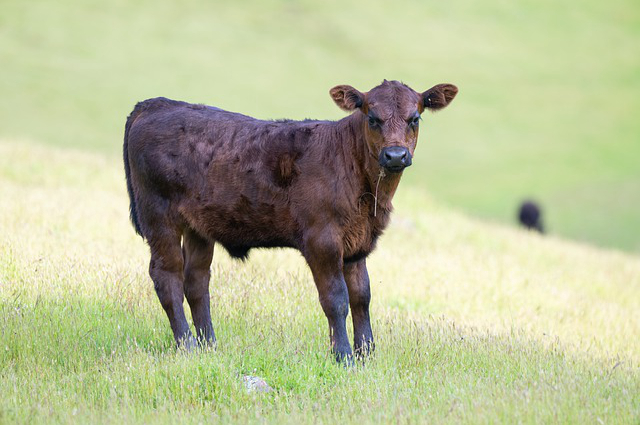 广东河源最大黄牛养牛场？水牛和黄牛哪个更有市场