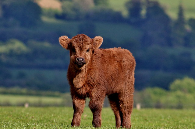 长治哪有大型养牛场出售 山西省养牛补贴政策2020标准