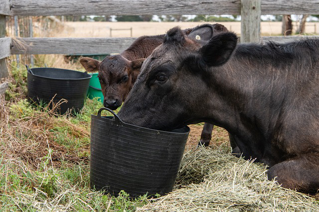 陕西能养牛吗，西安养牛补贴政策