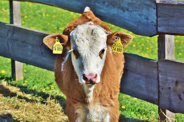 饲养牛的草捆多少钱一吨？一头牛加一捆草等于什么答案