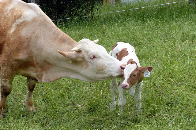 陕西榆林养牛，兰西县榆林镇林强村有几个养牛合作社
