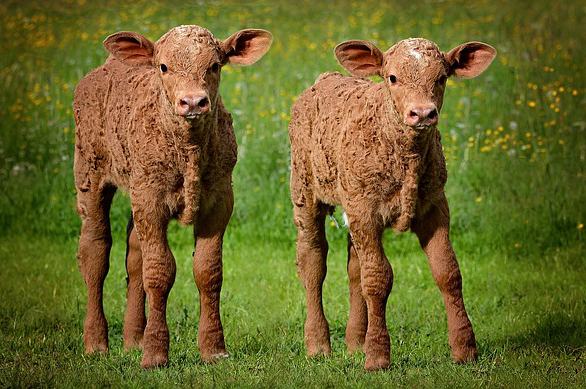 青草发孝多少时间可以养牛？对牛有什么影响吗