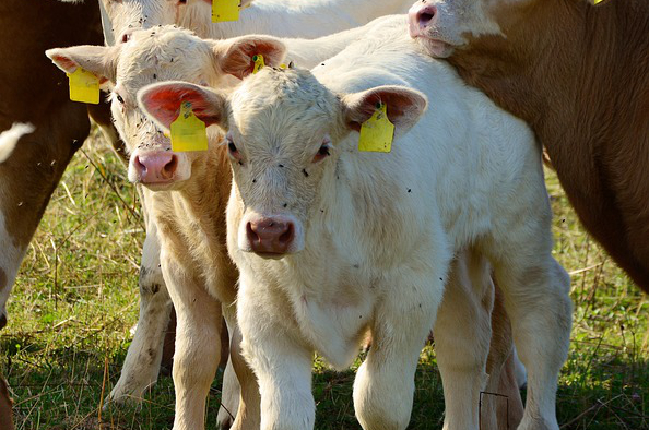 饲养牛黄品种(牛黄是从牛的哪里弄出来的)