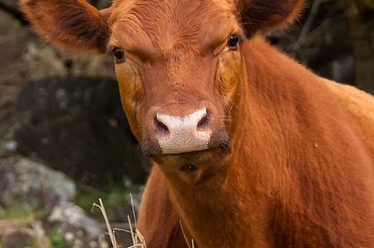 青海哪里养牛多点种牛 世界上最大的牦牛
