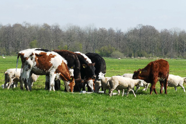 高速公路两侧能养牛吗 养牛什么围栏最实惠