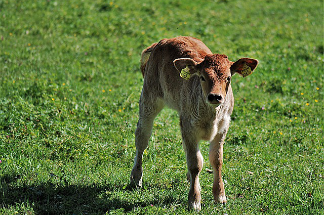 草地牛和圈养牛的区别，养牛放养和圈养有什么不同
