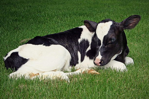 饲养牛种植什么草最好？养牛是用干草好还是鲜草好处