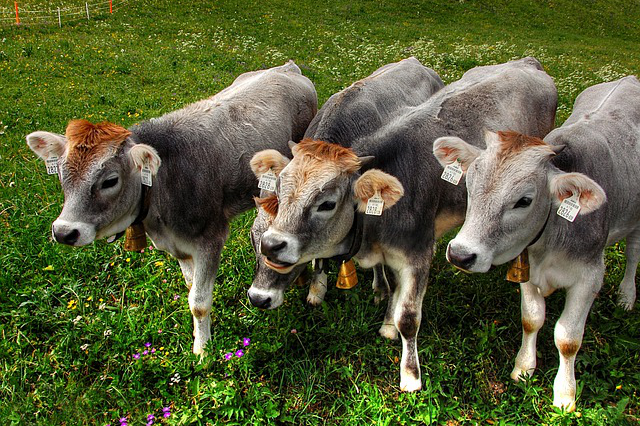 饲养牛的英语单词怎么读(公牛英文ox和bull区别)
