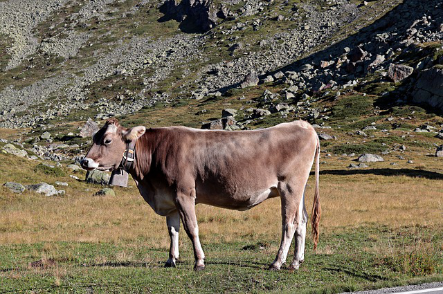 西班牙养牛方式是什么 帝国时代3怎么才能养牛