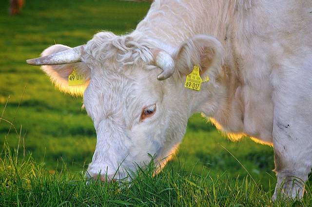 陕西宝鸡养牛牧草 农村小规模养牛如何实现快速盈利？