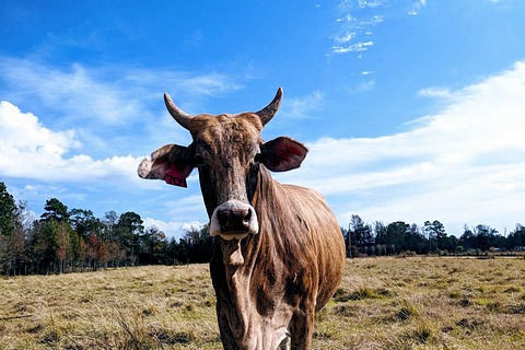 贵州有大型的养牛场吗 汕头牛肉产地