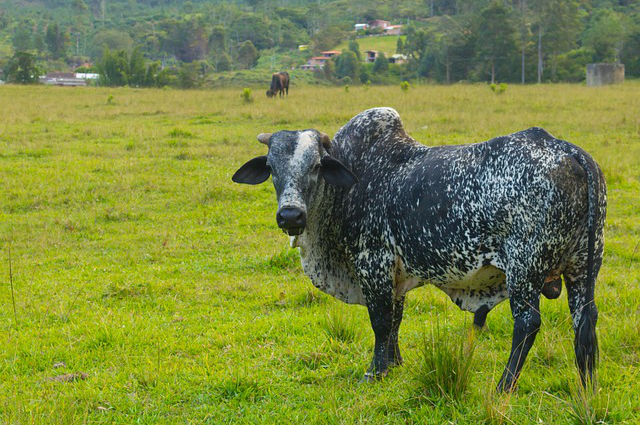 洛阳附近有几个养牛场，大话西游2养殖黄牛职业怎么学