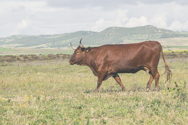 青饲料养牛的好处 养牛最好的长绿青饲料是什么