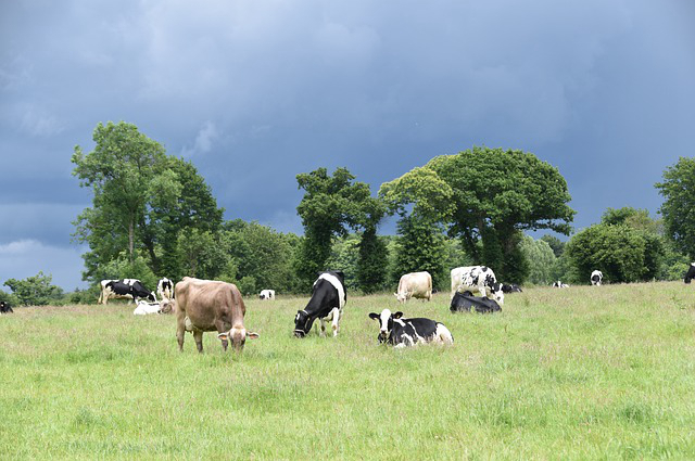 高明区养牛场在哪里有，如何大力发展家庭农场