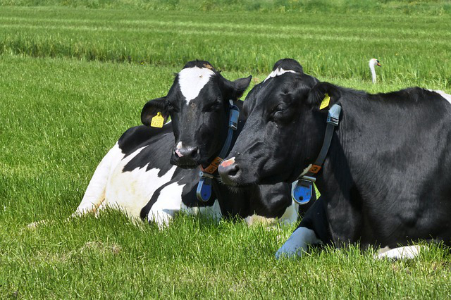 阳山有养牛的没有？清远阳山养殖牛有补贴吗