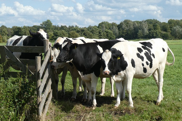 黑龙江养牛技术频道 养牛技术黑龙江牛的价格