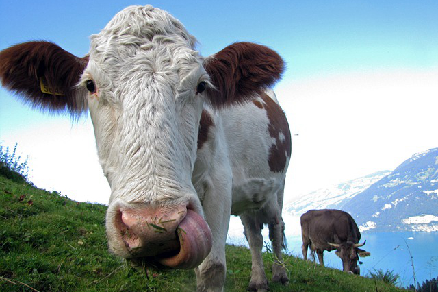 黑龙江养牛哪家便宜好吃？养牛技术黑龙江牛的价格
