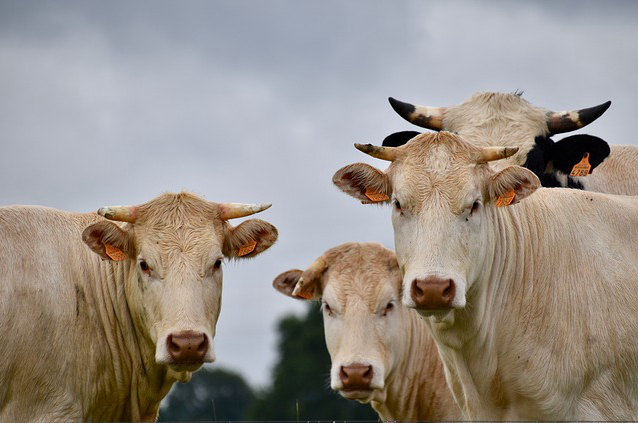 延边龙井养牛，景德镇哪里有养牛批发市场