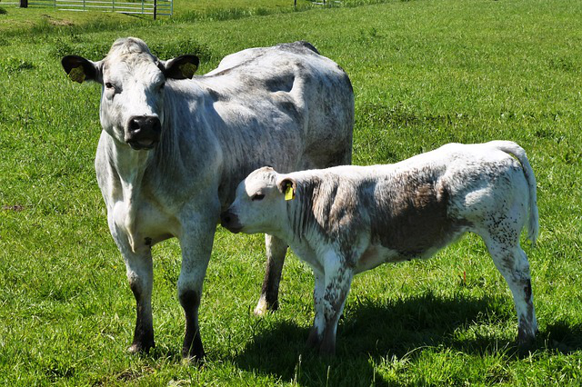 黄腐酸对养牛的应用？牛棚搭建牛粪如何处理