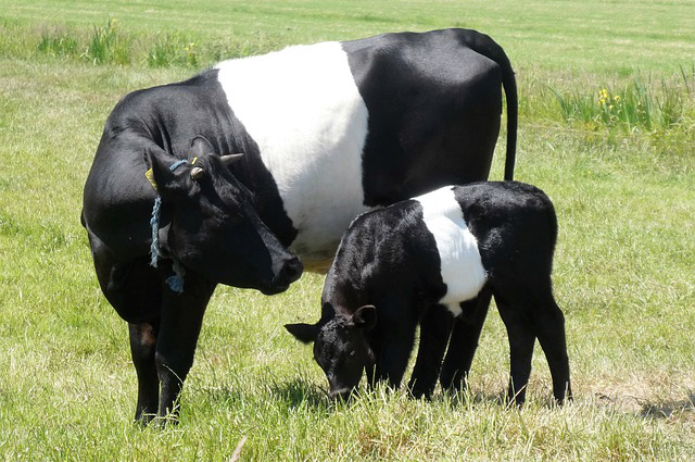 私人养牛投资76万元好吗 还是吃素食好？