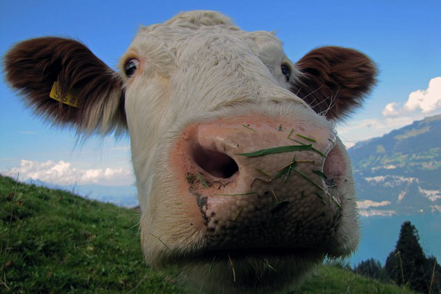 饲养牛检查孔位标准 牛肚子上开的孔对牛会不会有危害开孔的目的是什么