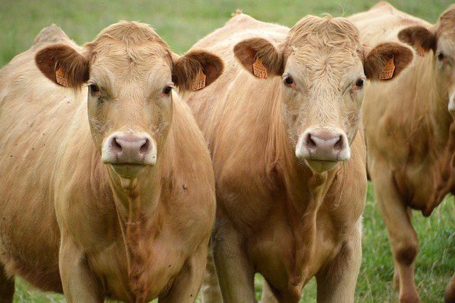 饲养牛精料成本多少 市场上养牛的精料多少钱一斤