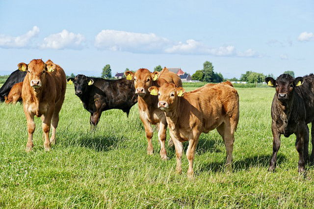 食品公司是怎么养牛的，全球养牛企业排名