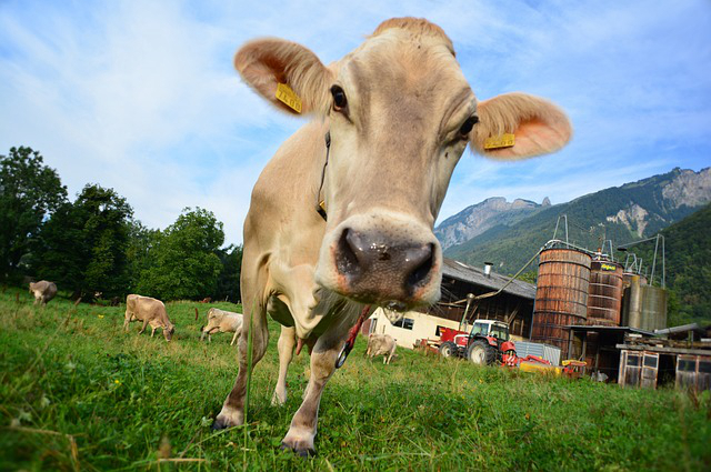 饲养牛精料怎样配料好些，精饲料怎么喂牛最有效