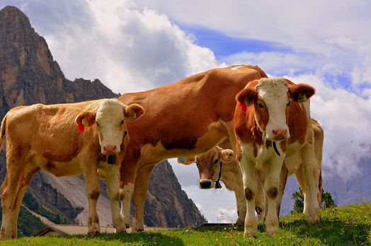 饲料如何过渡喂养牛种草 解决养牛业饲草的途径有哪些