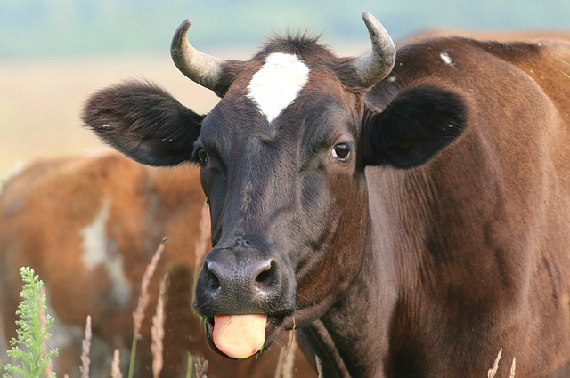 马场养牛奶？畜牧场和养殖场区别是什么