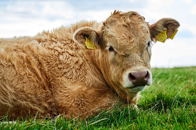 怎么养牛才能出好肉皮 曲靖什么时候可以养殖？