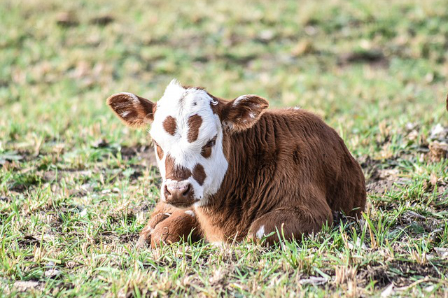 锦州黑山养牛项目，黑山牛自然繁育过程
