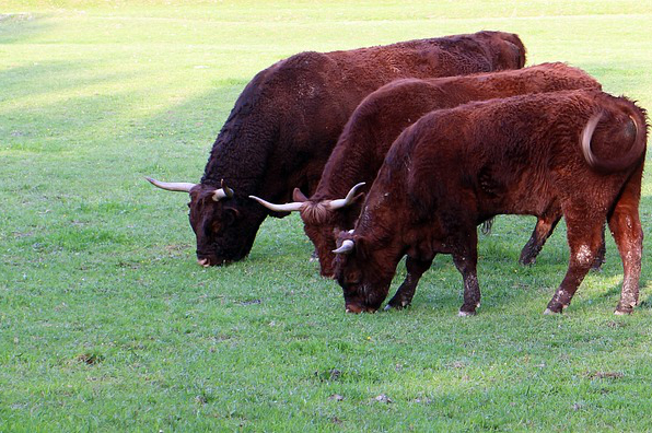 德州附近有养牛的吗，投资养驴赚钱吗