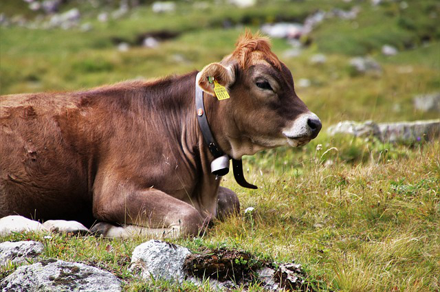 纯绿色食品大山林养牛？村集体发展养牛建牛舍可以占用耕地吗