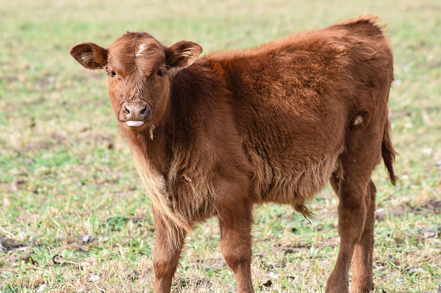 青岛养牛直播培训班 2020年回农村养牛怎么样？