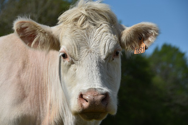 高科技养牛设施 奶牛养殖项目计划书