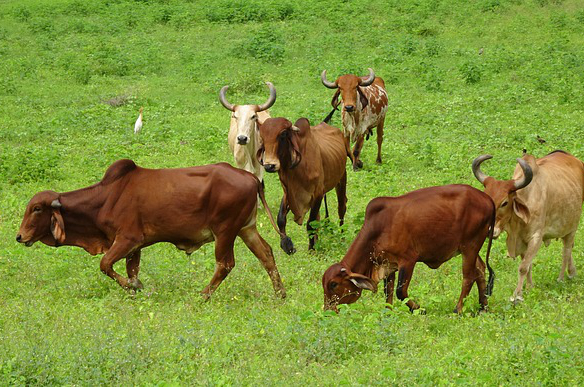 西藏养牛怎么选牛种 我想去拉萨那边养牦牛可以吗