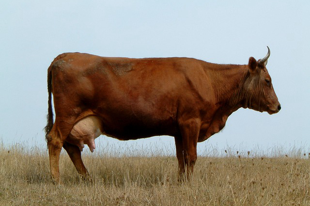 黄梅工业园养牛基地，黄冈经济发展怎么样